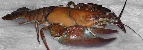 Rapu