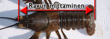Rapujen mittaaminen